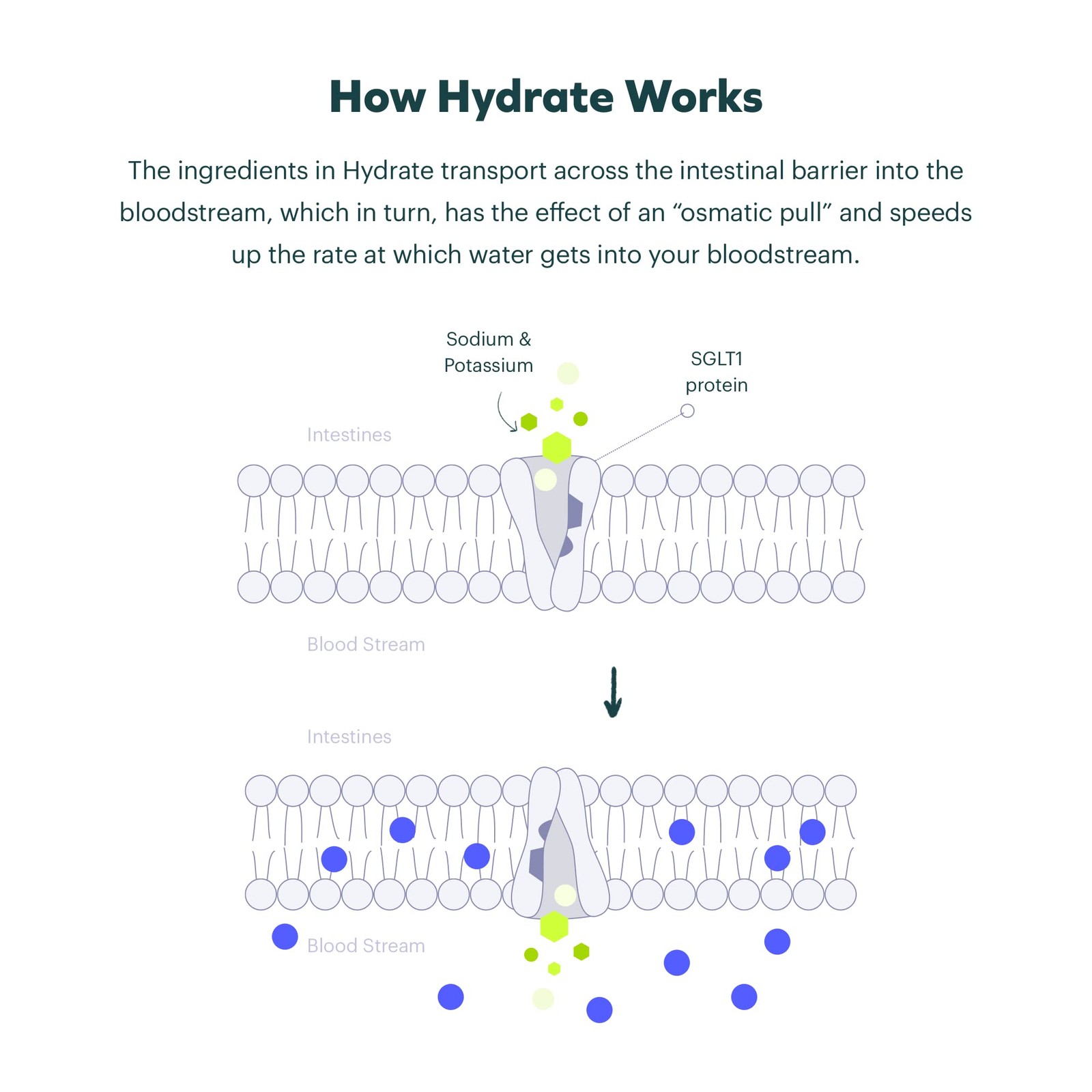 Cheers Classic Combo | Restore + Hydrate | Rehydrate & Feel Better After Drinkin