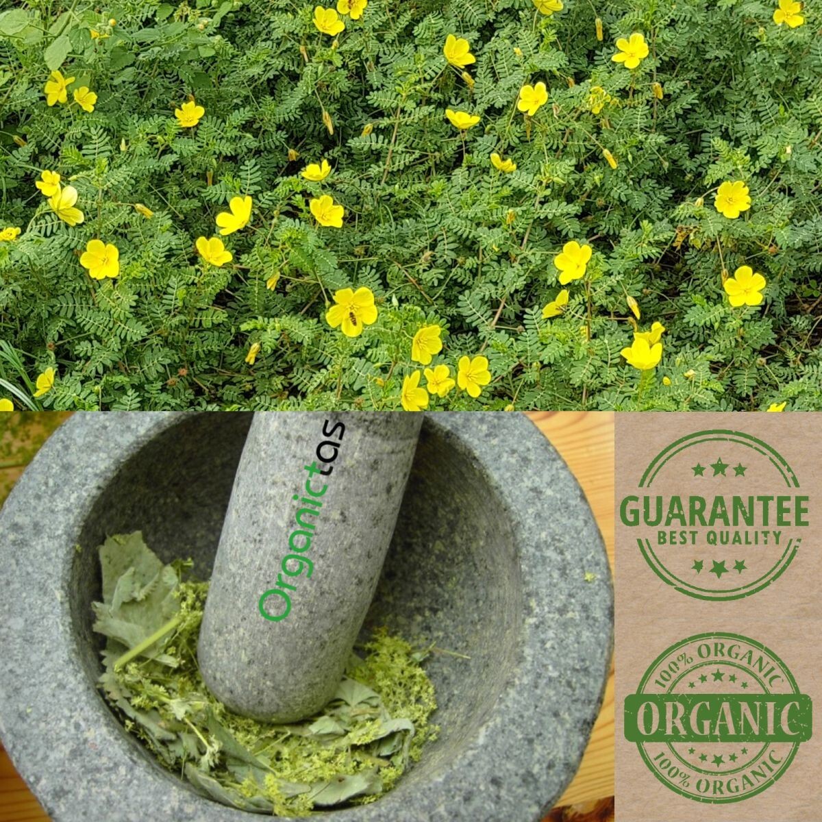 Best TRIBULUS TERRESTRIS Bodybuilding Tea for Men & Women Body Building, Detox .