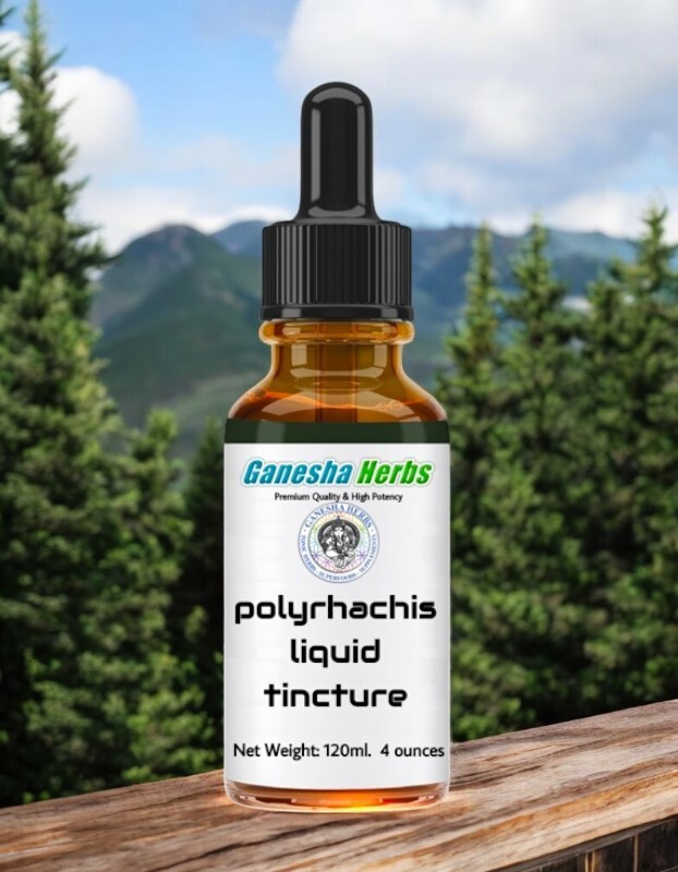 POLYRHACHIS Wild Mountain Ant Vicina Roger LIQUID TINCTURE 4 ounces / 120ML