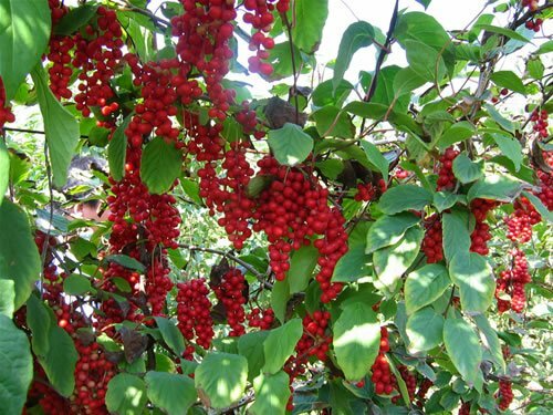 adrenal complex support – ASTRAGALUS 770MG – immune system pills 2BOTTLE